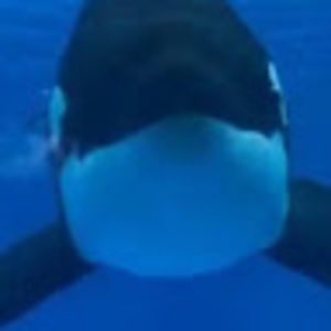 Meet your Posher, Remington vroom